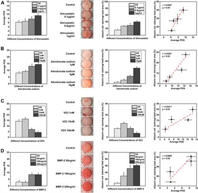 Morphology-Based Deep Learning Approach for Predicting Osteogenic Differentiation